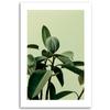 Canvas Print, Green Nature Plant
