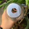 Self Watering Watering Planter Insert Water Drip Plant Irrigation Automatic Water Device Drip Irrigation Dripper Bottle