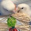 Yousheng Bird Playing Toy Bite Resistant Lanyard Teeth Grinding Healthy Parrots Macaws Bird Supplies for Pet Cage