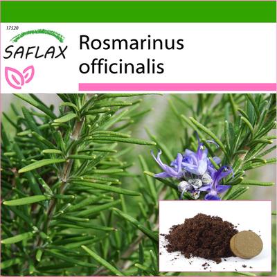 Rosemary - 100 Seeds - With Potting Substrate for Better Cultivation - Rosmarinus Officinalis