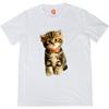 Quirkipedia Cat Image Cats Pets, Cute Summer-22 Mens Tshirts Halfsleeve