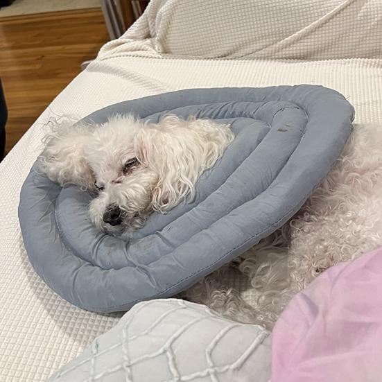 Collare Cono Morbido Regolabile a Ciambella con Coulisse Alternativa al Collare a Cono per Cani e Gatti di Taglia Grande, Media, Piccola Dopo l'Intervento