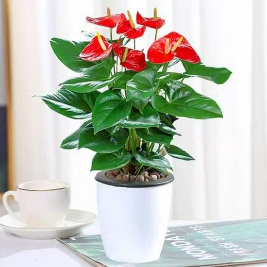 Smooth Sailing White Anthurium Potted Plant - Easy-to-Grow Indoor Greenery for Good Luck
