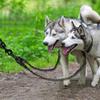 Guinzaglio Doppio Riflettente per Cani Guinzaglio Doppio Resistente Guinzaglio Doppio per Animali da Compagnia Guinzaglio Doppio per Addestramento Animali da Compagnia per Cucciolo