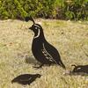 4x Bird Animal Statue Garden Decor Photographic Props Yard Stake Patio Iron Sculpture
