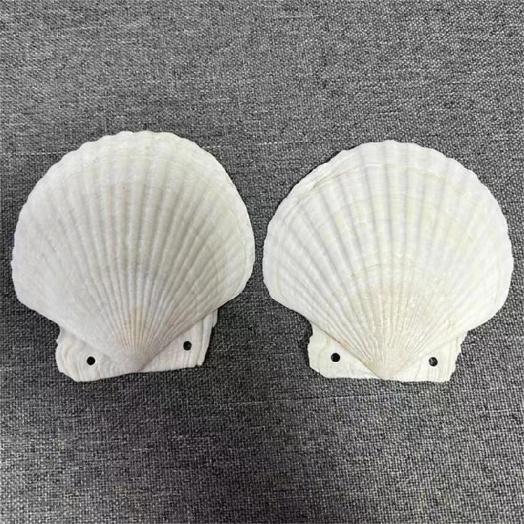 Stationery Notebook Cute Shell Shape Binder Notepad Refillable Notebook Journal Notepads School Office Supplies