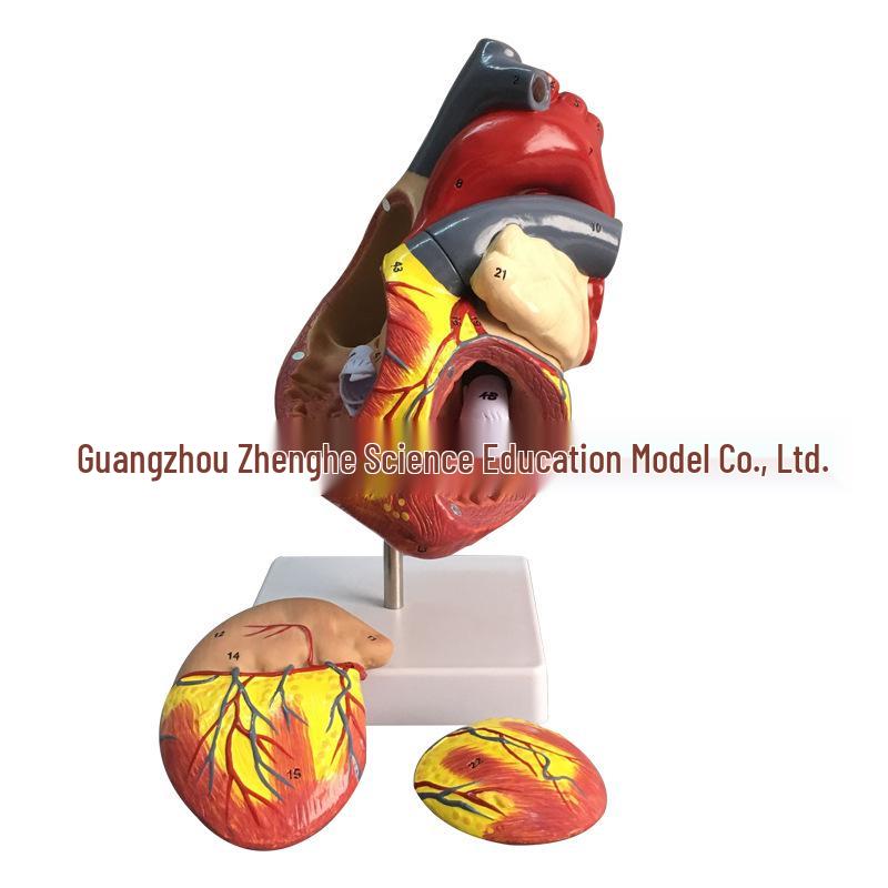 Natural Heart Anatomy Model for Cardiology and Ultrasound Teaching