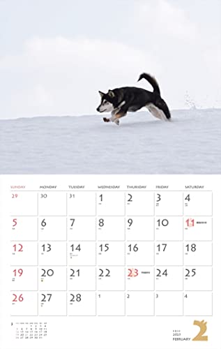 Calendar 2023 Shiba Inu (Month Flip/wall Hanging) (Yamakei Calendar 2023)