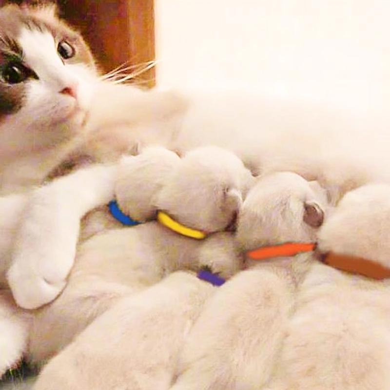 15 Colori Collari per Cuccioli da Parto Collari Identificativi Regolabili per Animali Domestici Fasce Morbide per Cani Neonato per Gatto Gattino 3 Misure