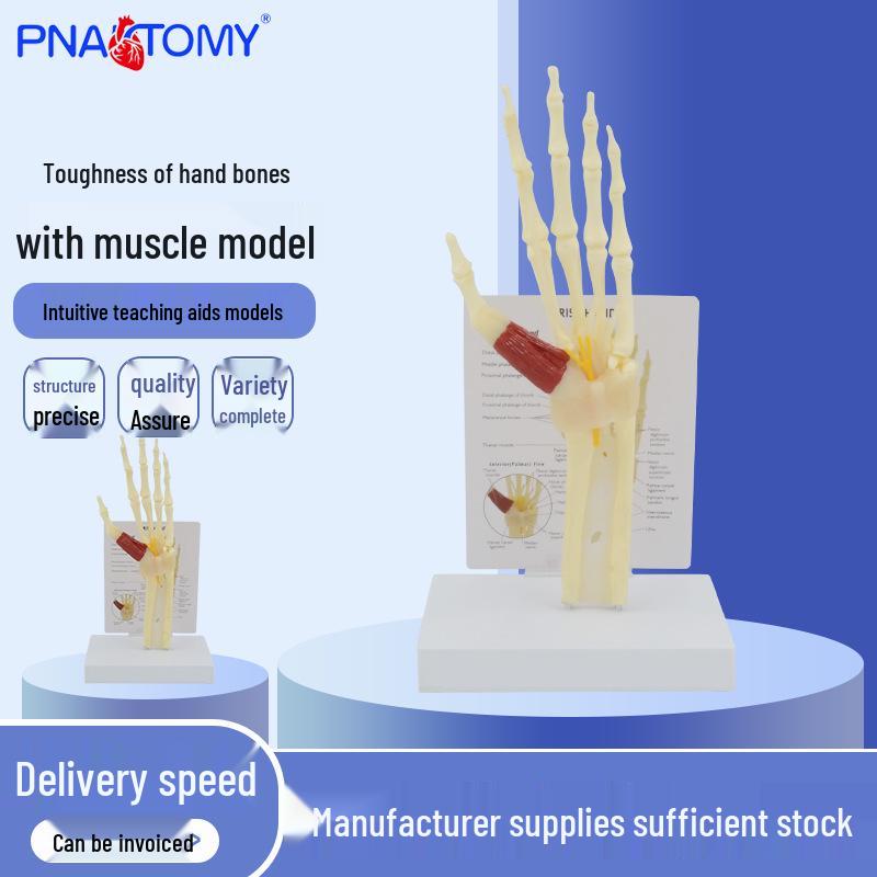 Human Hand Bone Model with Ligaments and Muscles, including Wrist Joint, Carpal Tunnel, Ulna, and Radius PNT-Z1009