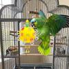 Bite Resistant Parrot Chewing Toy Bell Foraging Ball New Bird Cage Toy  Cockatiel