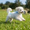 Cães – Cuidados de cães
