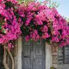 1pz Ramo di Bougainvillea di Seta Resistente ai Raggi UV Fiore Finto Realistico Decorazione Estiva