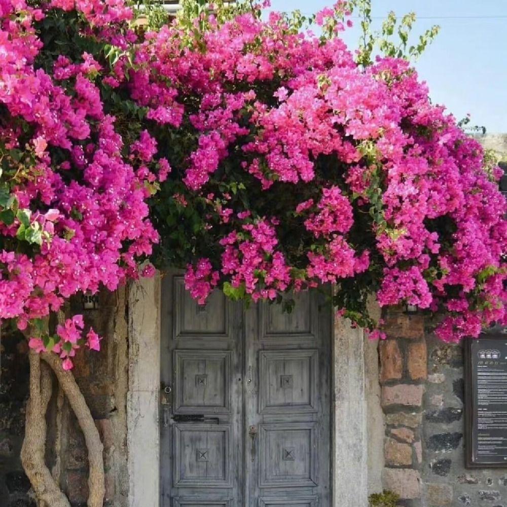1pz Ramo di Bougainvillea di Seta Resistente ai Raggi UV Fiore Finto Realistico Decorazione Estiva