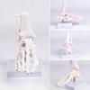 Realistic Human Foot Bone Model Teaching Aids For Enhanced Learning In Anatomy Classes And Clinical Skeletal Detail