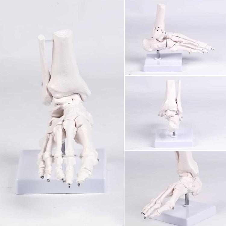 Realistic Human Foot Bone Model Teaching Aids For Enhanced Learning In Anatomy Classes And Clinical Skeletal Detail