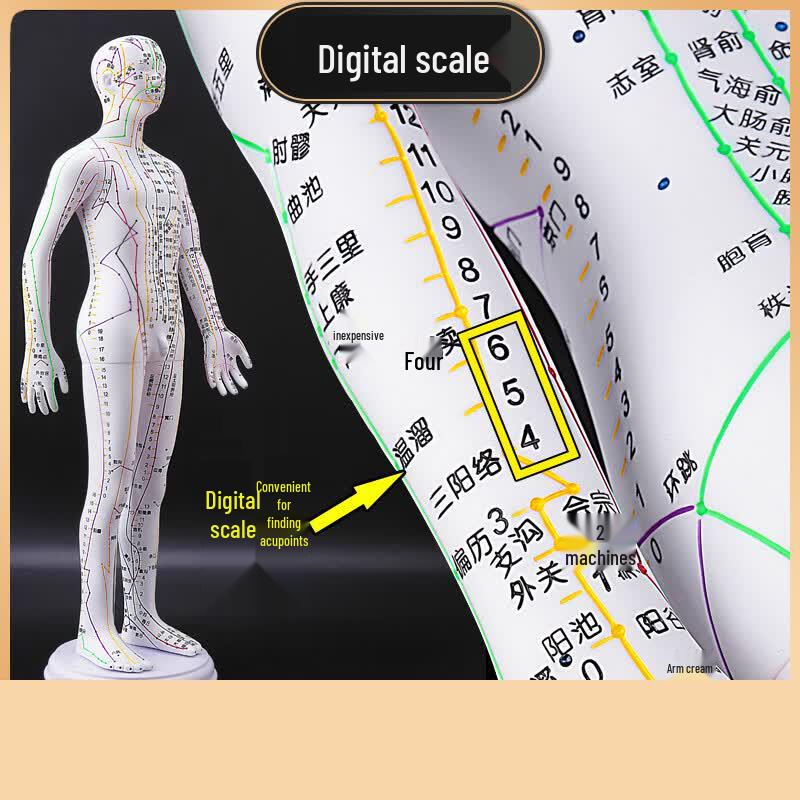 62cm Acupuncture Points Human Body Model 62cm