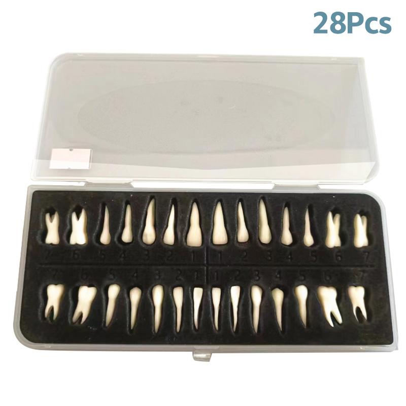 

28 Teeth Dental Implant Dentist Practice Product Teeth Model Dental Permanent 28 Teeth Teach Study Model Accessories