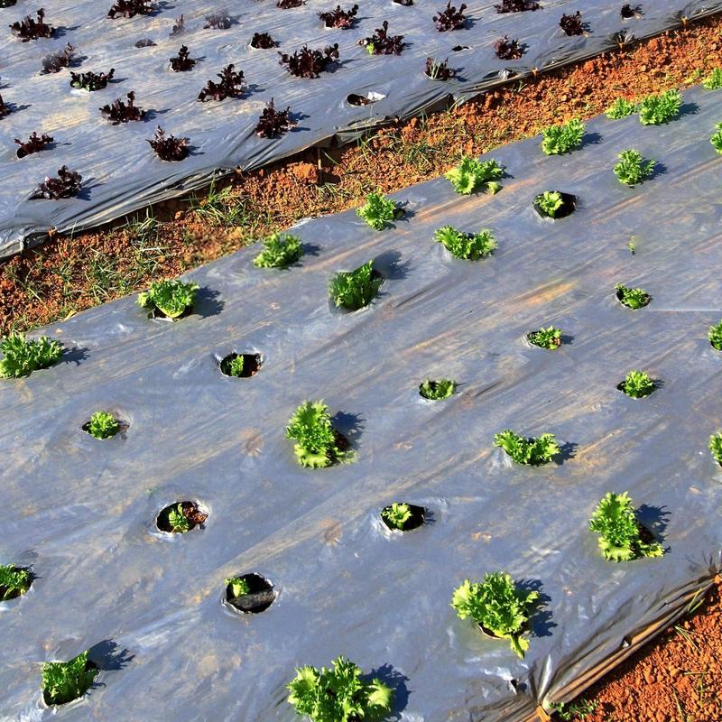 10M Folie PE Neagră Membrană Legume Grădină Semănare Agricolă Plastic Perforat Plante Mulcire 5 Găuri Lățime 95cm