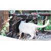 Cat outdoor feeding house canopy outdoor feeding artifact rainproof outdoor cat nest house rain shelter