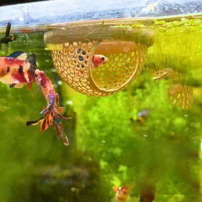 Betta Fish Hideout 3D Printed Floating Betta Cave Aquarium Hammock Shrimp Feeder Fish Feeding Ring for Betta or Shrimp Fish Tanks