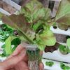 100Pcs Soiless Hydroponic Gardening Plant Tools Planted Sponge Vegetable System