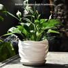 Elegant White Ceramic Flower Pot with Tray - Ideal for Ivy, Spider Plants, and Succulents