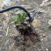 2-in-1-Gartenwerkzeug: Handrechen mit 4 Zinken, Unkraut- und Graswurzelspaten aus Manganstahl zum Auflockern des Bodens, Gartenhandwerkzeug