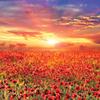 1000-teiliges Puzzle – Wundervoller Sonnenuntergang über einem Mohnfeld (Mini), beliebtes koreanisches Puzzle