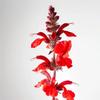 100 Scarlet Red Sage Seeds (Salvia Coccinea Scarlet) - Semi-Wild Permaculture