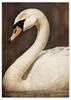Poster White Swan Picture