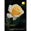 Nikon AF-S DX NIKKOR 18-300mm f/3.5-6.3G ED VR High-Power Zoom Lens for DX Format Cameras