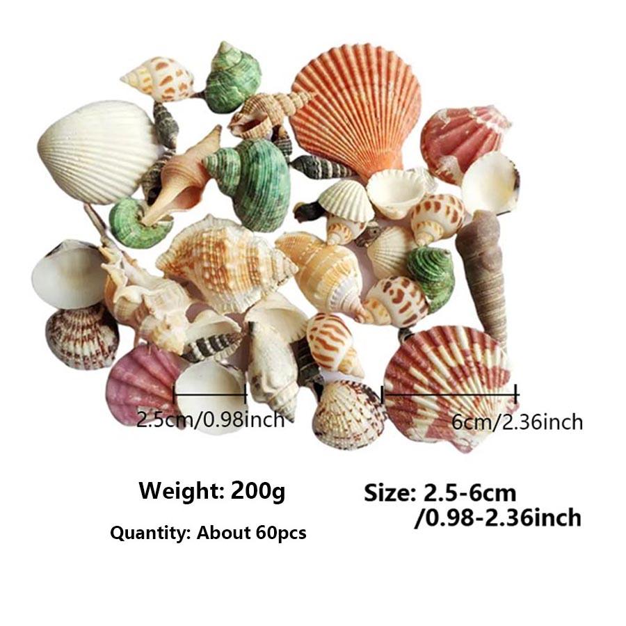 200G Beach Seashell Mediterranean Style DIY Fashion Mix Sea Shells Natural Crafts for Aquarium Fish Tank Decor Sea Conch