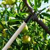 8 Pcs Branch Support Metal Fruit Tree Branch Crutch Support Device Tree Leaning Straightening Kit Propping Up Branch Spreader Garden Stakes