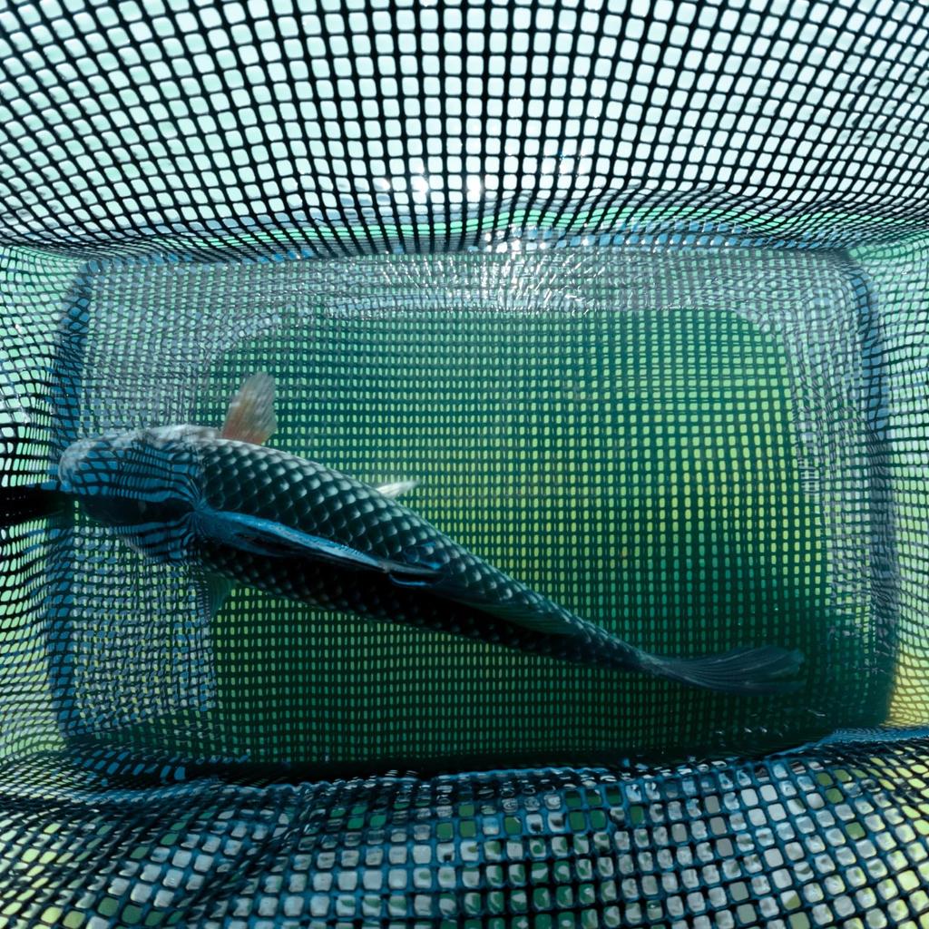 ARCWOLF Folding Floating Fishing EVA 50cm with 8m Fishing Fishing for Rock Fishing Net, Beads, Rope, Multi-functional Tackle, Case,