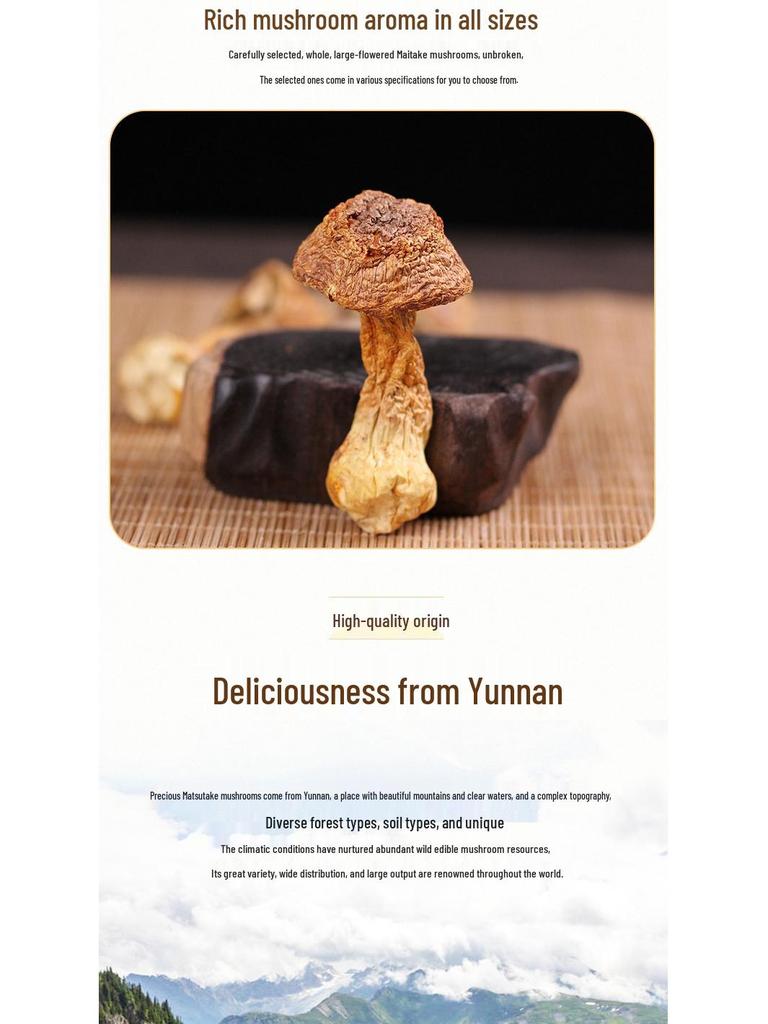 Yunnan Dried Maitake and Matsutake Edible Mushrooms