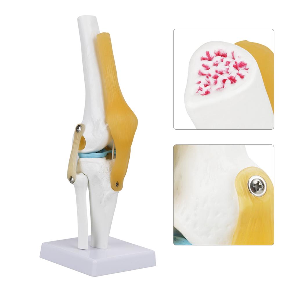 Life Size Human Knee Joint   Model for Skeleton Study Ideal for Hobbyists, Vividly Demonstrates Knee Mechanics with Ligament Model