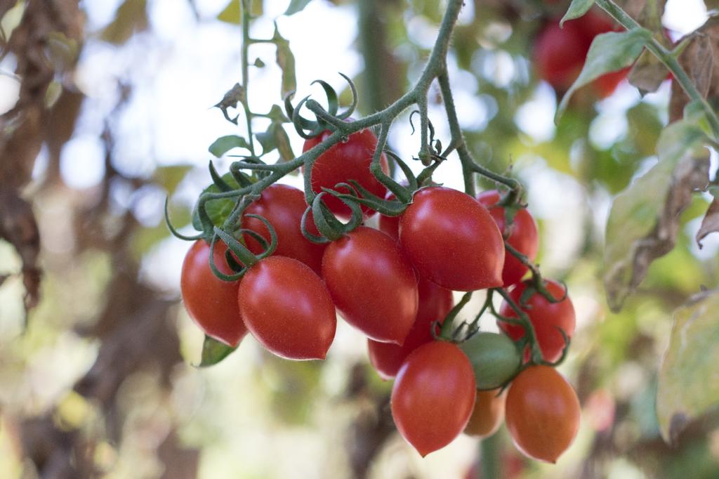 SAFLAX Garden In the Bag - Organic - Tomato - Roma - 15 Seeds - With Substrate In a Fitting Stand Up Bag - Solanum Lycopersicum