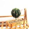1 Buc Spumă Cactus Artificial Plante Tropicale Suculente Bonsai Birou Home Decor Party