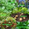 Premium Felt Strawberry Planter Grow Bag Fruit Vegetable Growing Bags 6 Holes
