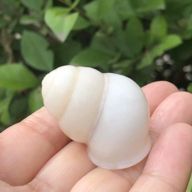 Eremitkräfta Ersättning & Snäcka Naturliga Snäckskal för Akvariumdekor