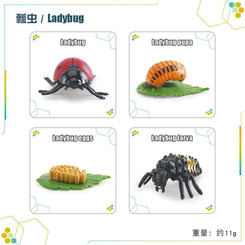 Children'S Science And Education Cognition 16 Animal, Plant And Insect Life Cycle Cards Early Childhood Education Card Toys