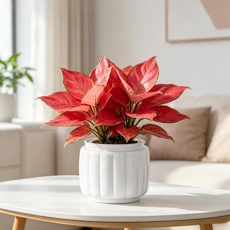 Mini Self Watering Flower Pot Fish Tank Transparent BPA-Free Plastic Dual Use Decor for Office Desktop Home Decoration