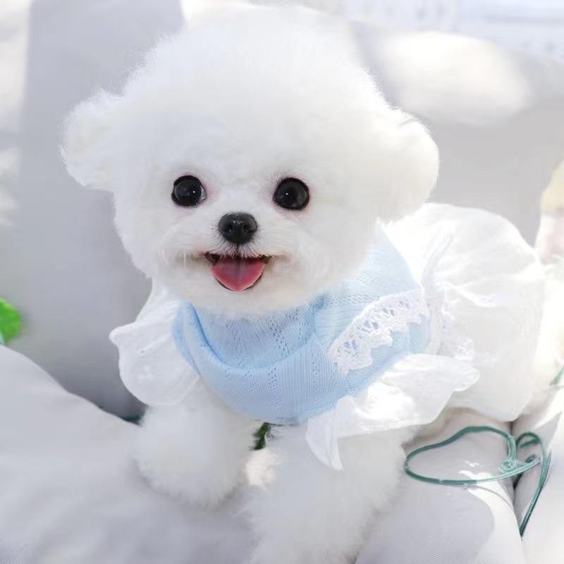 Pet yarn skirt Teddy Pomeranian Poodle Yorkshire Schnauzer miniature dog cat dog clothes thin