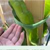 5/10 M Adjustable Plant Tape 10MM Plant Supports Bandage Green Garden Tie  Bamboo Cane Wrap