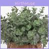 Eucalyptus Globulus Plant Foliage For Home Enhancement Prop Photography