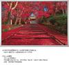 1000-piece Jigsaw Puzzle: Autumn Leaves On the Approach To a Temple (Kyoto) (50x75cm)