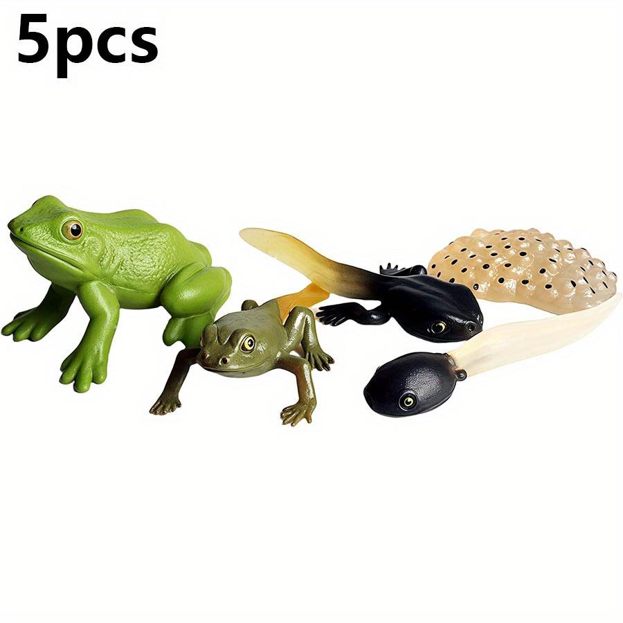 

5pcs Life Cycle of Frog Figurine Set Realistic Plastic Frog Growth Stage Models Home Decor Display Collectibles Learning Aid JXB