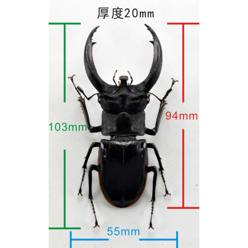 BACALYSO | Nirvana Rhinoceros Stag Beetle Figure, Refrigerator Ornament, Magnetic, Realistic Insect Beetle, Resin, Adult-Friendly, Plastic Model Toy,