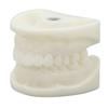 Tooth Model Educational Simulation White Corundum Dental Model for Teaching Study Supplies